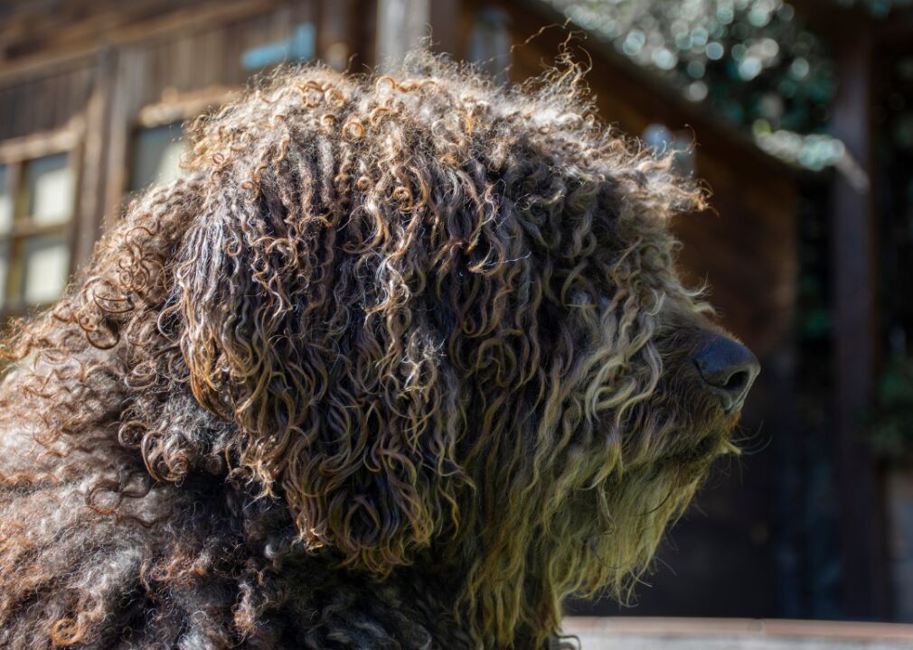 #17. Spanish water dog
